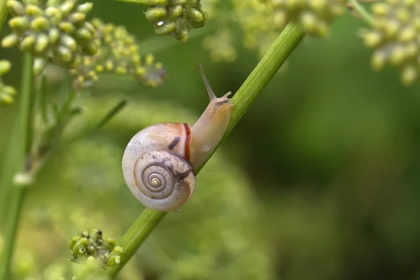 Snail Tree Branch Selective Focus — Stock Photo, Image