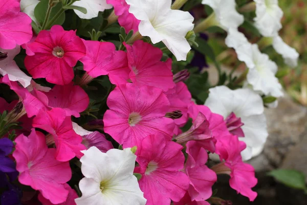 Pink Friss Virágzó Virágok Közelről — Stock Fotó