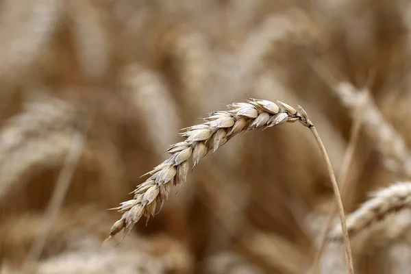 乾燥小麦 クローズアップ — ストック写真