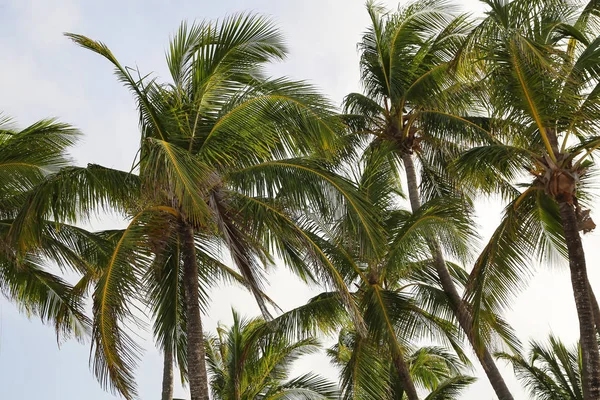 Palmeras Sobre Fondo Azul Del Cielo — Foto de Stock