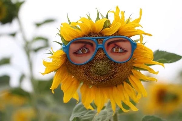 Grappige Zonnebloem Brillen Met Menselijke Ogen — Stockfoto