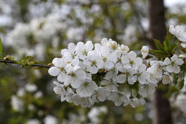 White Beautiful Fresh Flowers Outdoors Close — Stock Photo, Image