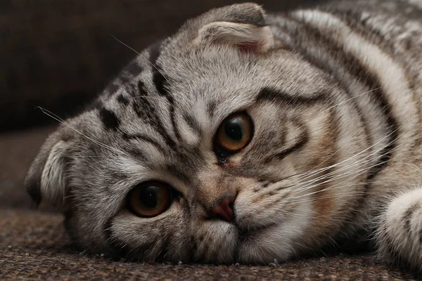 Gato Cinzento Fofo Bonito — Fotografia de Stock