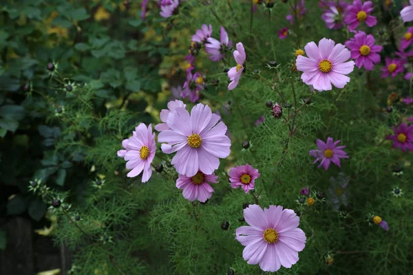 Розовые Растения Природный Сад Космос Цветок Cosmea — стоковое фото