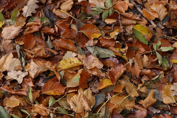 Folhas Outono Caídas Chão — Fotografia de Stock