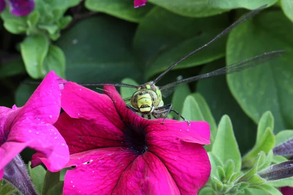 Dragonfly Сидить Рожевій Квітці — стокове фото