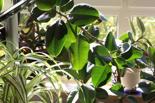 Grüne Blätter Von Zimmerpflanzen Blätter Sonnenlicht — Stockfoto