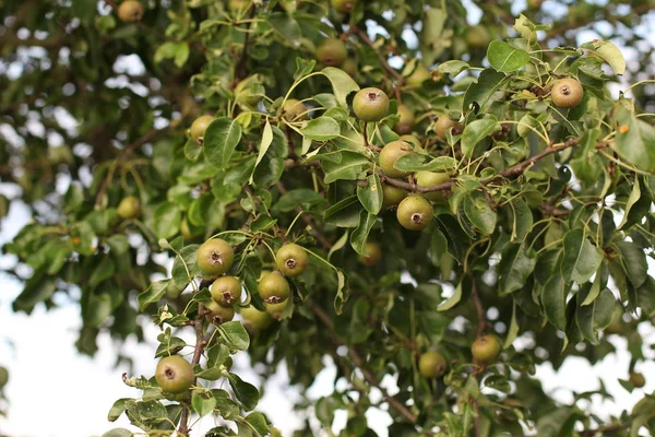 Manzanas Ramas Árboles Imagen Cerca —  Fotos de Stock