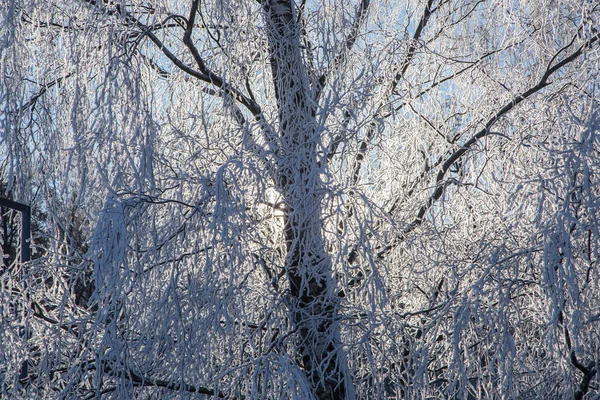 Schöner Winterwald Sonnigem Tag — Stockfoto