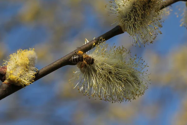 木の枝の上の蜂 クローズアップ — ストック写真