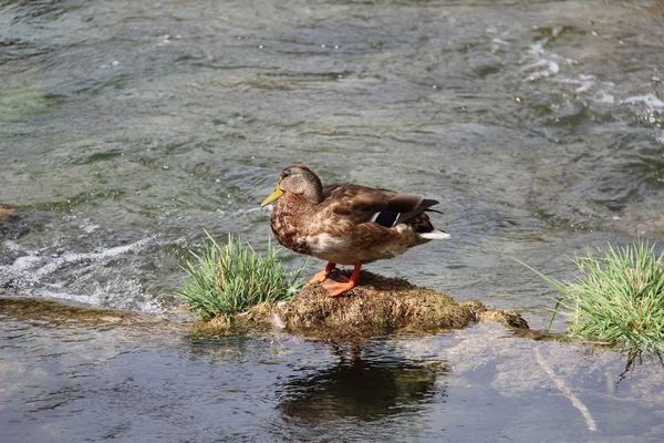 Pato Perto Lago — Fotografia de Stock