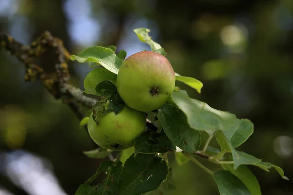 Apples Tree Branches — Stock Photo, Image