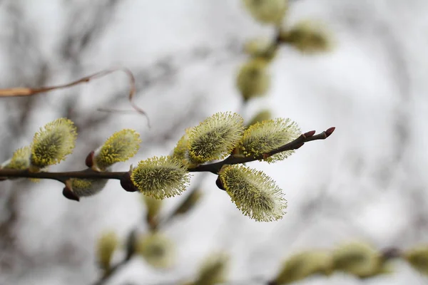 Willow Dalları Yakın Çekim — Stok fotoğraf