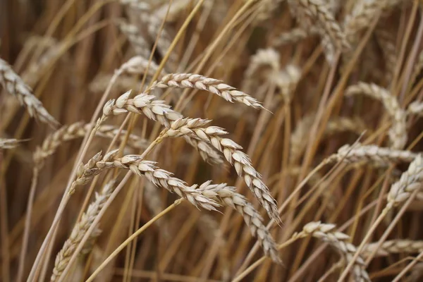 Dry Wheat Spikelets Field — Stock Photo, Image