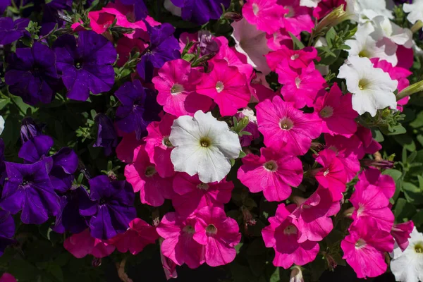 Цветущие Красивые Цветы Размытом Фоне — стоковое фото