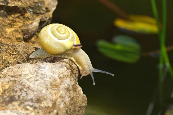 Slak Een Steen Close — Stockfoto