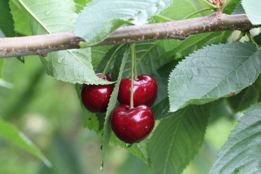 Yeşil yaprakları ile ağaç dalları olgun kiraz seçici odak