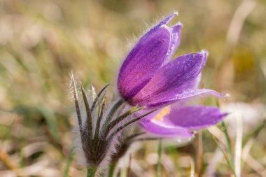 Violet güzel çiçekler açık havada, yakın yukarı 