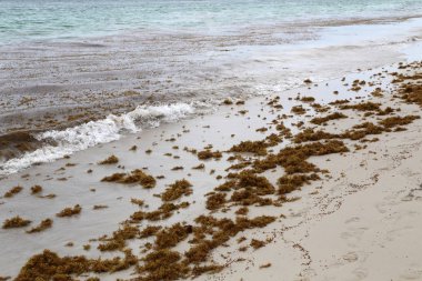 Sabah sahilde Bavaro, Dominik Cumhuriyeti. Üzerinde kum deniz yosunu atılmış.