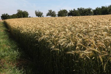 Güzel alan ve ağaçlar ile kırsal sahne 