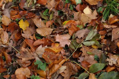 Yere düşen sonbahar yaprakları