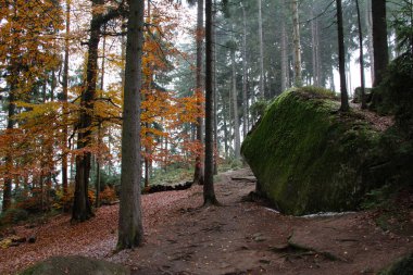 Ağaçlar ve kayalar ile güzel sonbahar ormanı