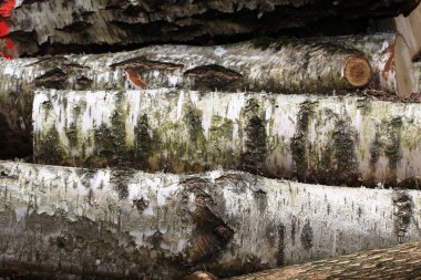 Huş ağaçları ormanlarının tam kare görüntüsü
