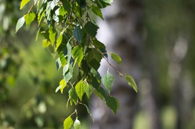 Bulanık arka planda yeşil huş dalları