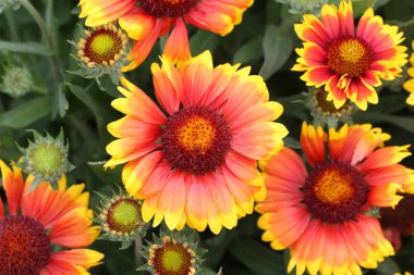 Turuncu çiçeklenme çiçekler açık havada