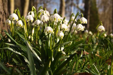 Beyaz çiçeklenme çiçekler açık havada, çiçek kavramı