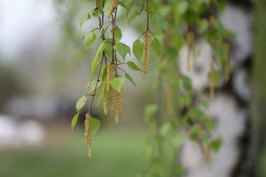 Birch dalları yakın görünüm
