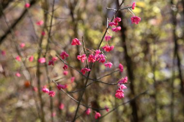 Sonbahar motifleri / Euonymus / Funda sonbaharda çiçek açan
