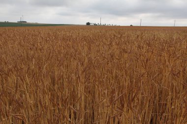 Güzel alan ve ağaçlar ile kırsal sahne 