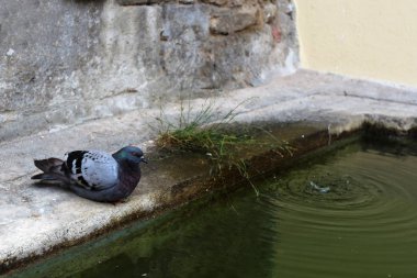 Su kenarında oturan güvercin 