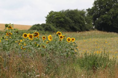 Kırsal alanda sarı güzel ayçiçeği