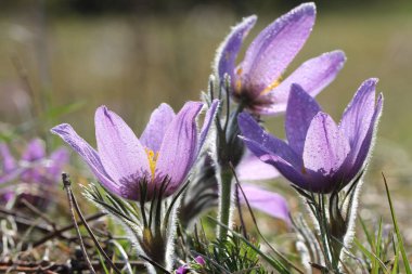 Violet güzel çiçekler açık havada, yakın yukarı 