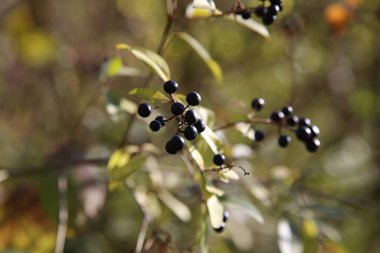 Ormanda Elderberries