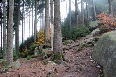 Dağlardaki güzel orman