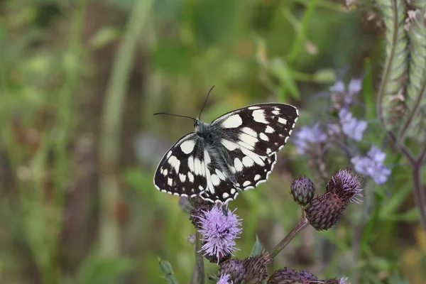 Papillon Sur Fleur Foyer Sélectif — Photo