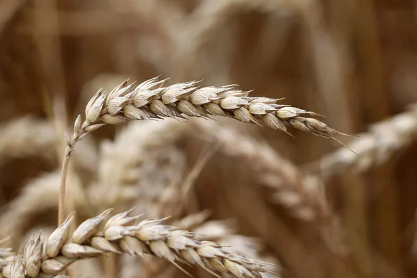 Dry Wheat Close — Stock Photo, Image