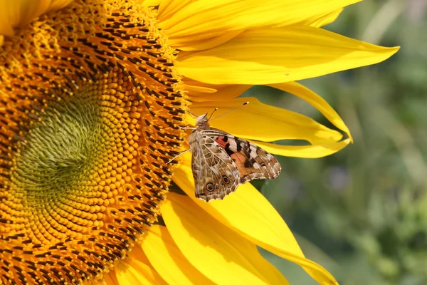 Ayçiçeği Üzerinde Oturan Kelebek — Stok fotoğraf