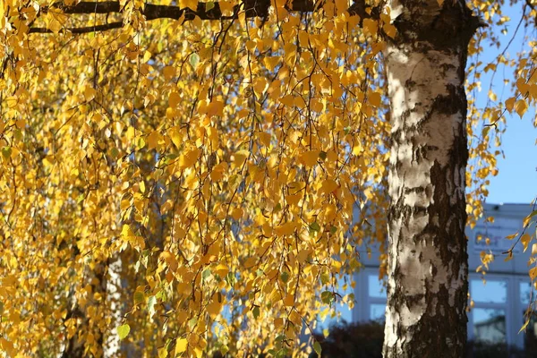 Bright autumn foliage. Bright autumn foliage on trees