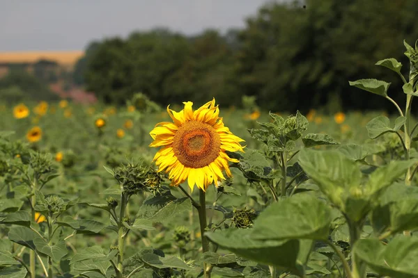 Feld Mit Blühenden Sonnenblumen — Stockfoto