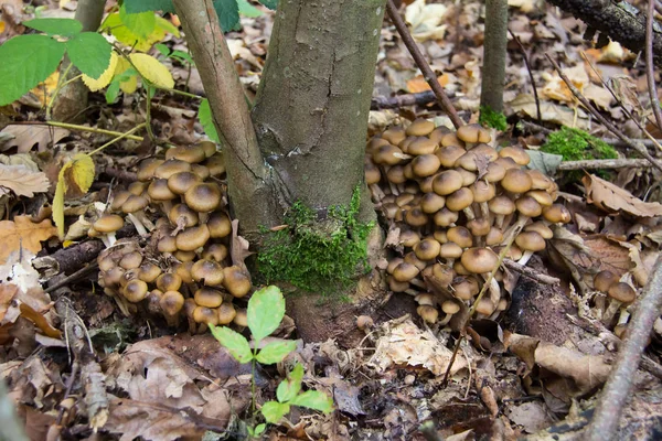 Champignons Sous Arbre Forêt — Photo