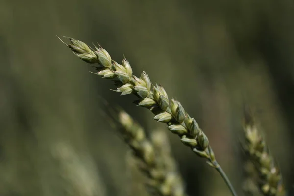 緑地の小麦の小冊子 — ストック写真