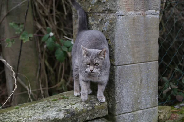 Lindo Gato Gris Calle — Foto de Stock