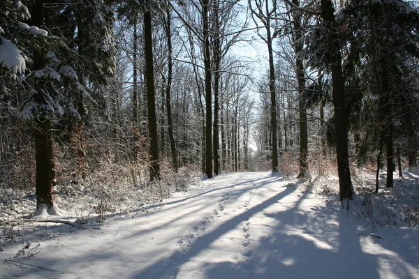 Прекрасный Зимний Лес Солнечный День — стоковое фото