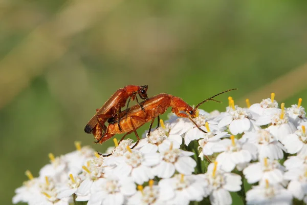 Insektenliebe Zwei Braune Insekten Zur Paarungszeit Auf Den Weißen Blüten — Stockfoto