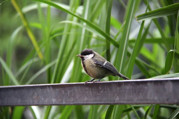 緑の草の背景に小さな鳥 — ストック写真