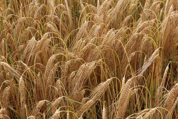Сухая Пшеница Поле — стоковое фото